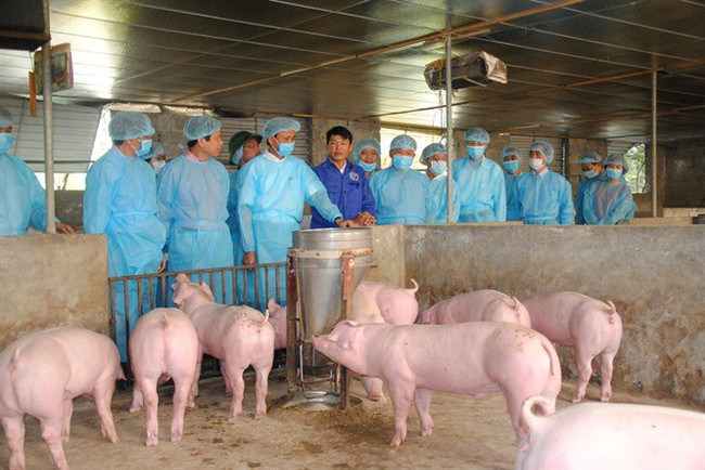 Thịt lợn nhiễm dịch tả châu Phi, người dân có nên tạm tẩy chay thịt lợn? - Ảnh 1.