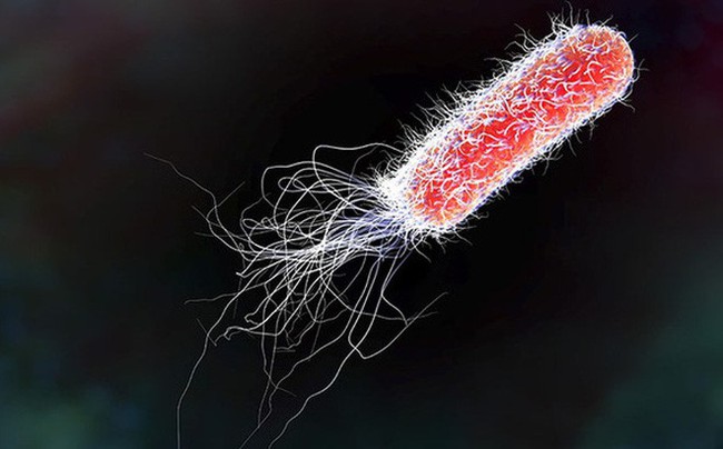 Vi khuẩn E.coli và những điều bạn cần biết để phòng tránh ngộ độc thực phẩm - Ảnh 1.