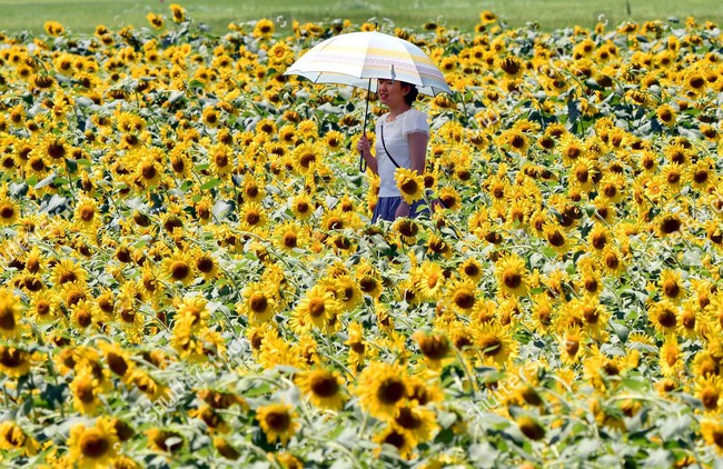 mashiko-sunflower-festival-japan-shutterstock-editorial-5836347f-1569717046194925686584.jpg