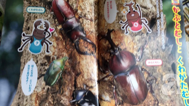 Thích thú với cách người Nhật dùng côn trùng làm giáo cụ dạy trẻ - Ảnh 3.