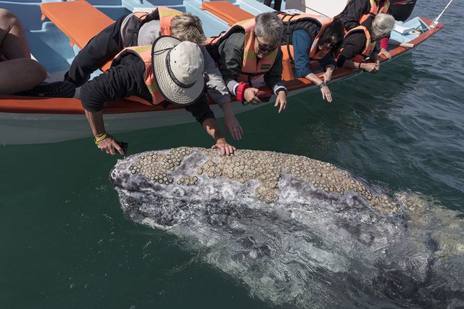 Hình ảnh cực lạ, cá voi khổng lồ ngoi lên mặt nước để được du khách vuốt ve - Ảnh 9.