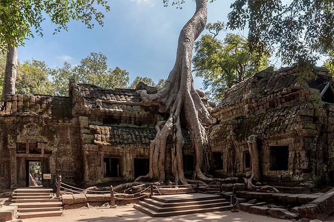 Đây chính là minh chứng hùng hồn về sức sống mãnh liệt của cây - Ảnh 15.