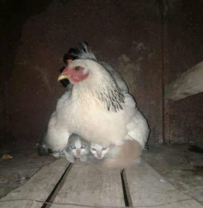 Những hình ảnh hài hước chứng minh gà mới đích thị là mẹ muôn loài - Ảnh 2.