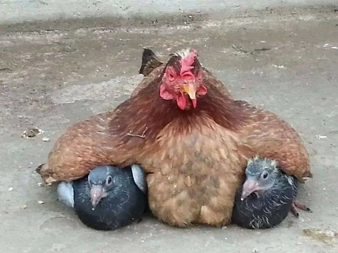 Những hình ảnh hài hước chứng minh gà mới đích thị là mẹ muôn loài - Ảnh 4.