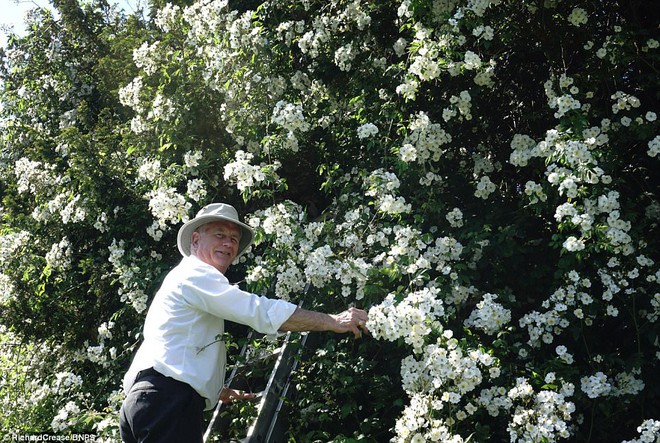 Chiêm ngưỡng cây hoa hồng trắng vĩ đại tồn tại suốt hơn trăm năm - Ảnh 2.