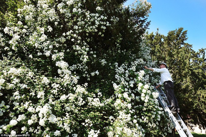 Chiêm ngưỡng cây hoa hồng trắng vĩ đại tồn tại suốt hơn trăm năm - Ảnh 3.
