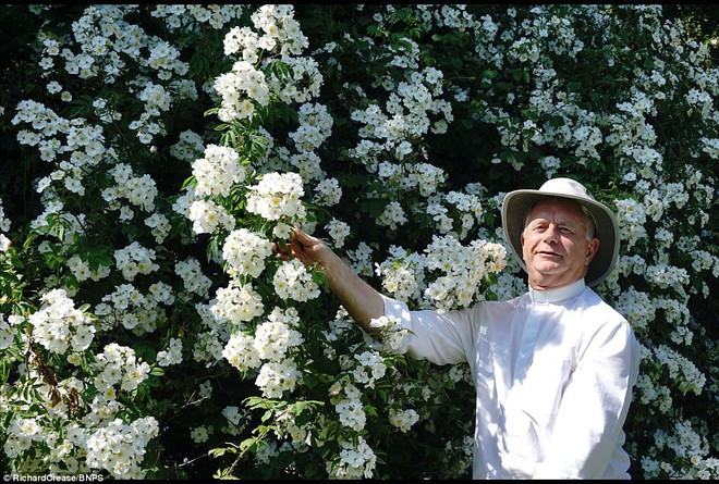 Chiêm ngưỡng cây hoa hồng trắng vĩ đại tồn tại suốt hơn trăm năm - Ảnh 4.