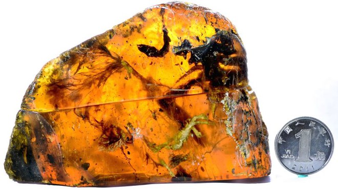 Phát hiện miếng hổ phách huyệt đẹp bao bọc con chim 99 triệu năm trước - Ảnh 1.