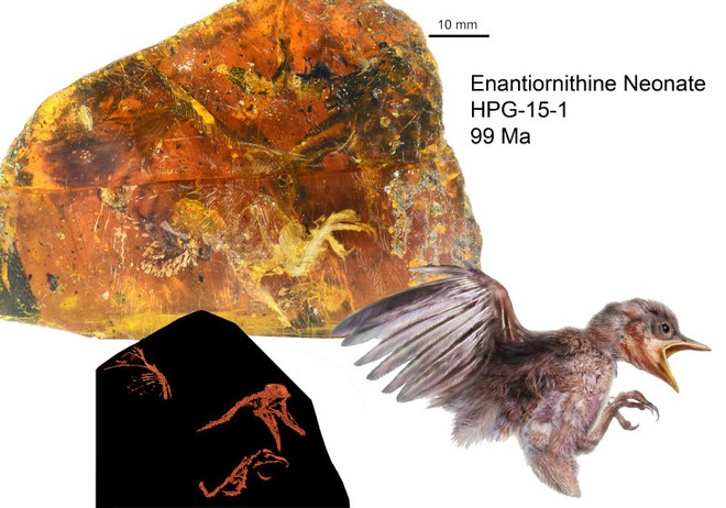 Phát hiện miếng hổ phách huyệt đẹp bao bọc con chim 99 triệu năm trước - Ảnh 4.