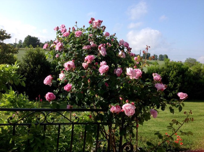 Khu vườn hoa hồng rộng hơn 1 hecta đẹp như cổ tích của người phụ nữ sinh ra ở chốn ngàn hoa - Ảnh 11.