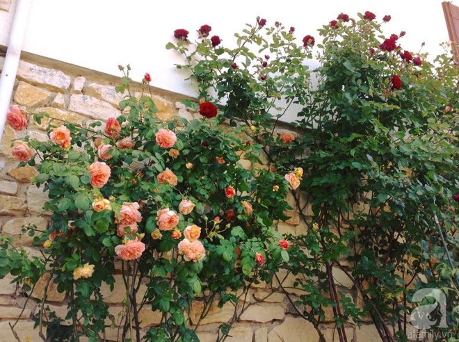 Khu vườn hoa hồng rộng hơn 1 hecta đẹp như cổ tích của người phụ nữ sinh ra ở chốn ngàn hoa - Ảnh 13.
