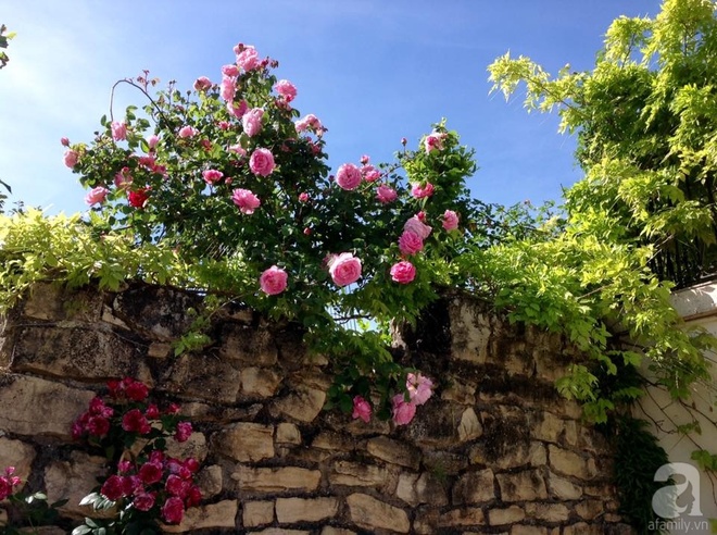 Khu vườn hoa hồng rộng hơn 1 hecta đẹp như cổ tích của người phụ nữ sinh ra ở chốn ngàn hoa - Ảnh 16.