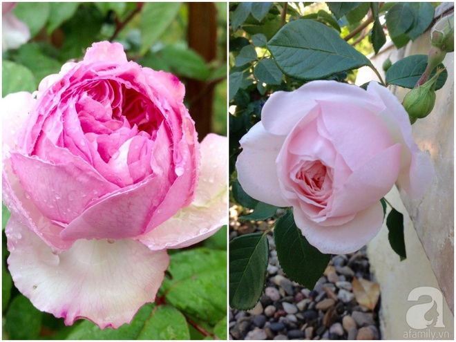 Khu vườn hoa hồng rộng hơn 1 hecta đẹp như cổ tích của người phụ nữ sinh ra ở chốn ngàn hoa - Ảnh 20.