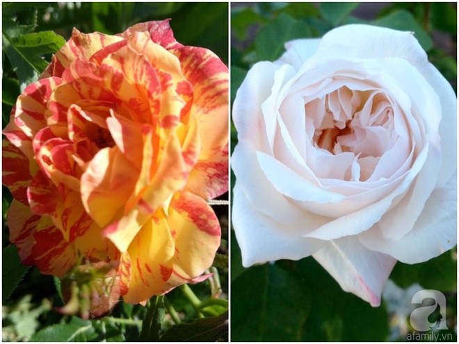 Khu vườn hoa hồng rộng hơn 1 hecta đẹp như cổ tích của người phụ nữ sinh ra ở chốn ngàn hoa - Ảnh 21.