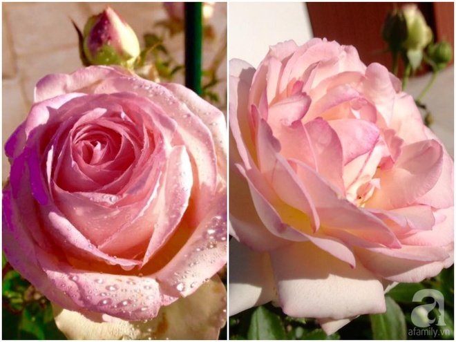 Khu vườn hoa hồng rộng hơn 1 hecta đẹp như cổ tích của người phụ nữ sinh ra ở chốn ngàn hoa - Ảnh 22.