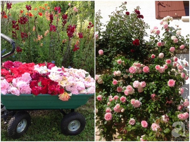 Khu vườn hoa hồng rộng hơn 1 hecta đẹp như cổ tích của người phụ nữ sinh ra ở chốn ngàn hoa - Ảnh 23.