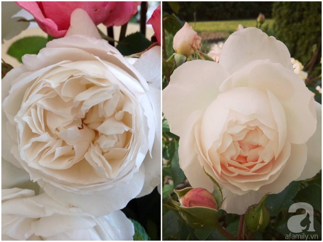 Khu vườn hoa hồng rộng hơn 1 hecta đẹp như cổ tích của người phụ nữ sinh ra ở chốn ngàn hoa - Ảnh 28.