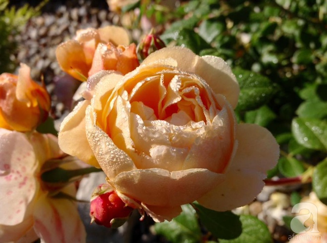 Khu vườn hoa hồng rộng hơn 1 hecta đẹp như cổ tích của người phụ nữ sinh ra ở chốn ngàn hoa - Ảnh 29.