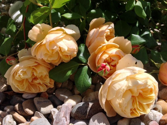 Khu vườn hoa hồng rộng hơn 1 hecta đẹp như cổ tích của người phụ nữ sinh ra ở chốn ngàn hoa - Ảnh 31.