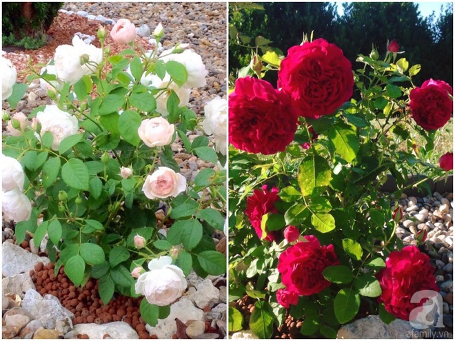 Khu vườn hoa hồng rộng hơn 1 hecta đẹp như cổ tích của người phụ nữ sinh ra ở chốn ngàn hoa - Ảnh 33.
