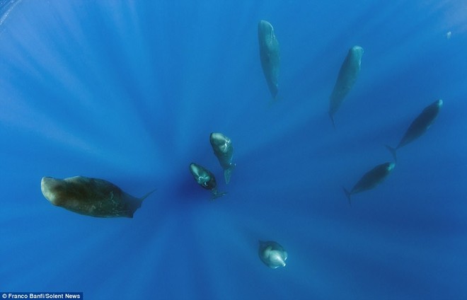 Lặn sâu xuống biển, nhiếp ảnh gia bắt gặp cảnh tượng hiếm chưa ai được thấy - Ảnh 2.