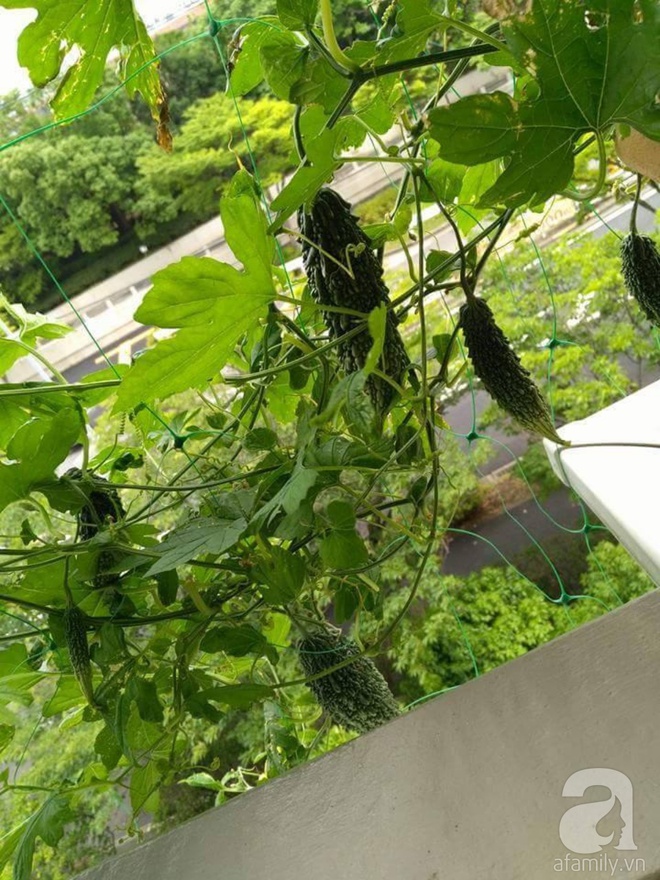 Khu vườn Việt với đủ các loại rau quả sạch trên ban công vỏn vẹn 3m² tại Nhật - Ảnh 11.