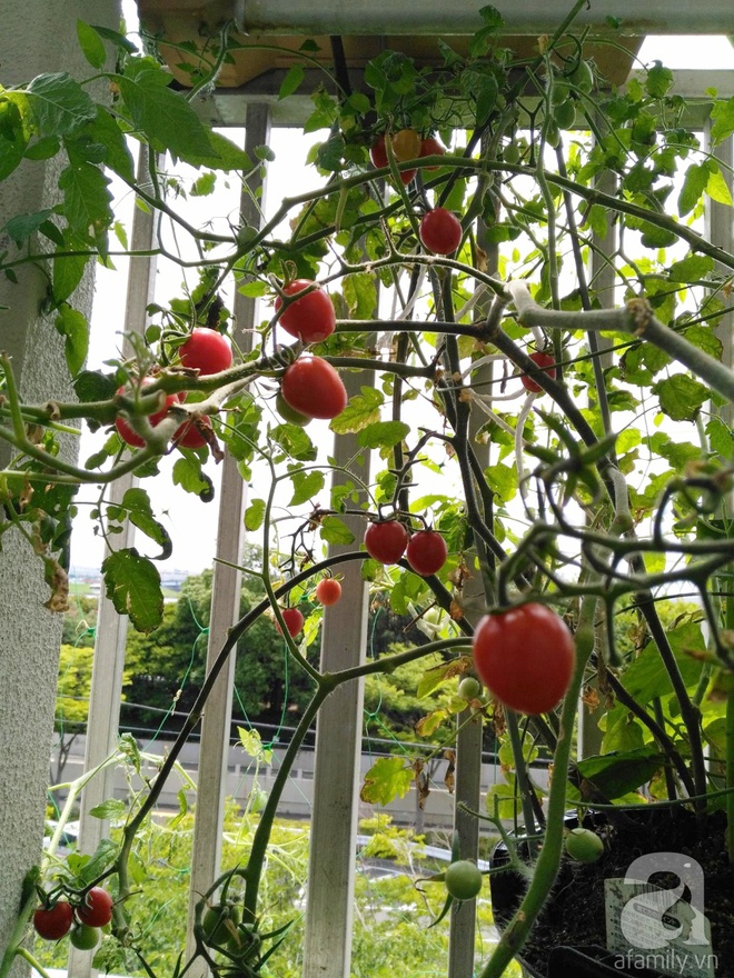 Khu vườn Việt với đủ các loại rau quả sạch trên ban công vỏn vẹn 3m² tại Nhật - Ảnh 13.