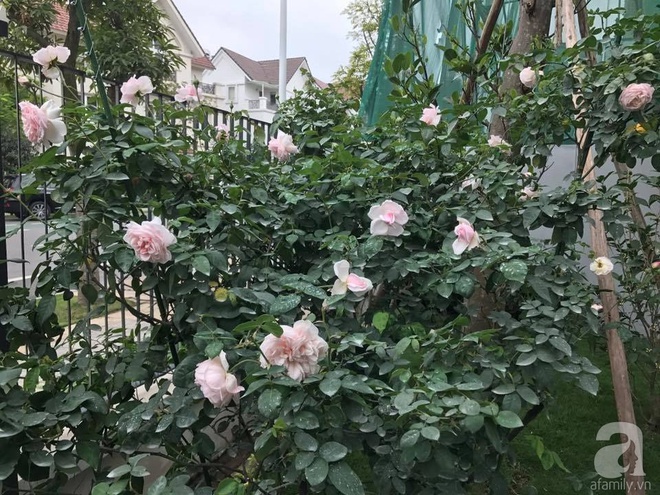 Khu vườn 400m² có những gốc hồng hàng chục năm tuổi đẹp mê hồn ở Hà Nội - Ảnh 8.