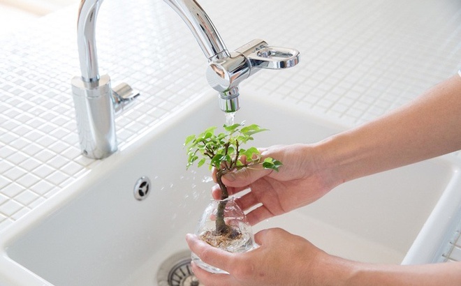 Aqua bonsai – giải pháp mang nghệ thuật xanh tinh tế cho nhà nhỏ - Ảnh 9.