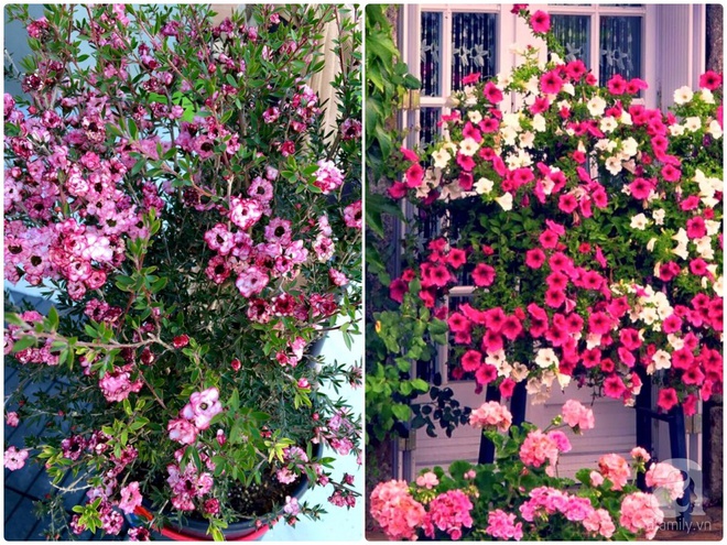 Nữ bác sỹ Việt tự tay cải tạo nhà cấp 4 rộng 600m² đầy cỏ hoang thành ngôi nhà vườn đáng mơ ước - Ảnh 23. Nữ bác sỹ Việt tự tay cải tạo nhà cấp 4 rộng 600m² đầy cỏ hoang thành ngôi nhà vườn đáng mơ ước - Ảnh 23.