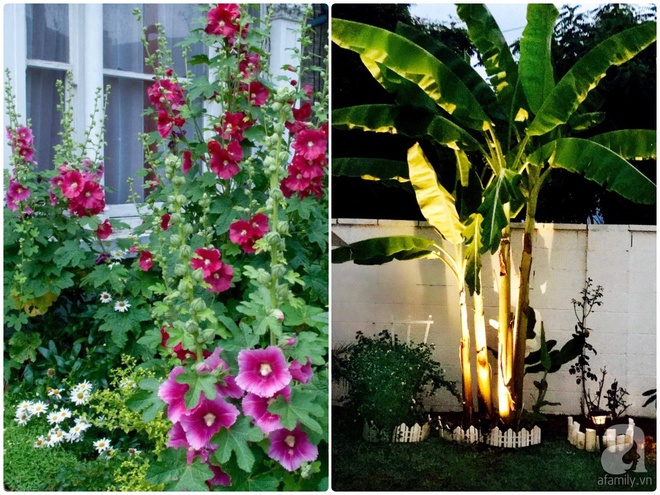 Nữ bác sỹ Việt tự tay cải tạo nhà cấp 4 rộng 600m² đầy cỏ hoang thành ngôi nhà vườn đáng mơ ước - Ảnh 24. Nữ bác sỹ Việt tự tay cải tạo nhà cấp 4 rộng 600m² đầy cỏ hoang thành ngôi nhà vườn đáng mơ ước - Ảnh 24.