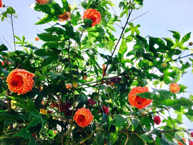 Nữ bác sỹ Việt tự tay cải tạo nhà cấp 4 rộng 600m² đầy cỏ hoang thành ngôi nhà vườn đáng mơ ước - Ảnh 29. Nữ bác sỹ Việt tự tay cải tạo nhà cấp 4 rộng 600m² đầy cỏ hoang thành ngôi nhà vườn đáng mơ ước - Ảnh 29.