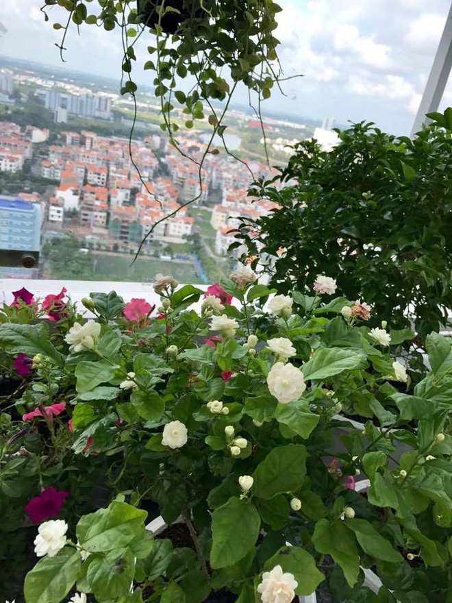 Ban công trên cao rực rỡ sắc hoa và rau sạch của diễn viên Thân Thúy Hà - Ảnh 9.