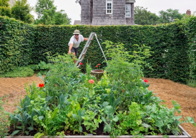 5 bước cơ bản bạn cần biết nếu muốn trồng một khu vườn rau quả xanh tươi, đẹp mắt - Ảnh 1.