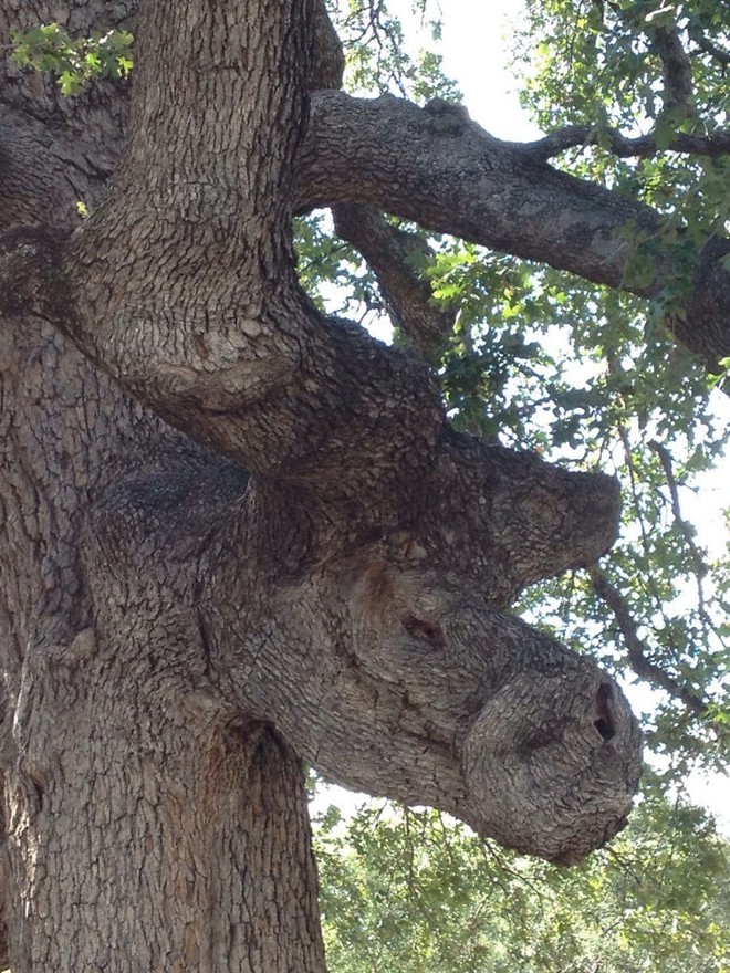 18 hình ảnh khiến bạn phải giật mình khi nhìn vào những cây cổ thụ - Ảnh 15.