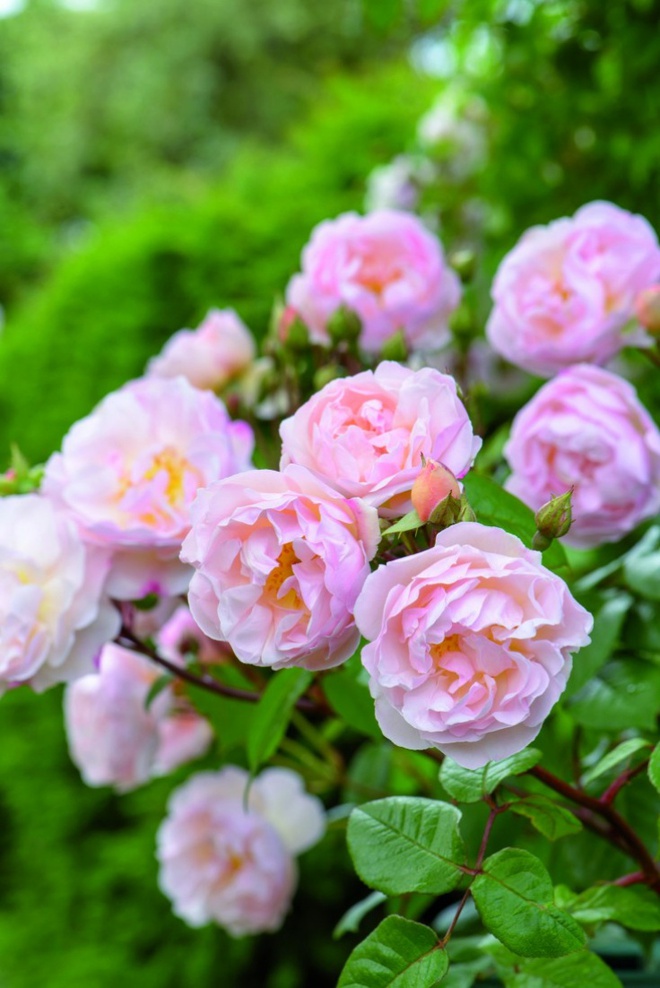 Khu vườn hoa hồng đẹp hơn cổ tích của người đàn ông được phong danh là Vĩ nhân hoa hồng của thế giới - Ảnh 5.