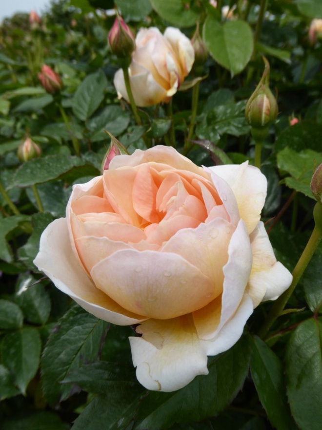 Khu vườn hoa hồng đẹp hơn cổ tích của người đàn ông được phong danh là Vĩ nhân hoa hồng của thế giới - Ảnh 8.