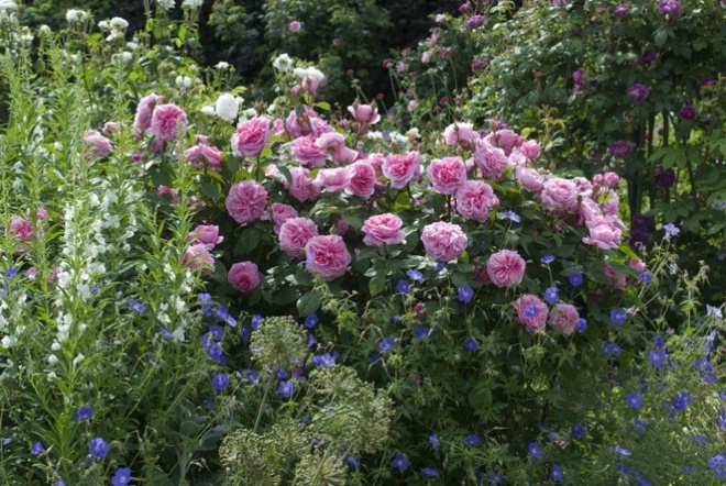 Khu vườn hoa hồng đẹp hơn cổ tích của người đàn ông được phong danh là Vĩ nhân hoa hồng của thế giới - Ảnh 9.