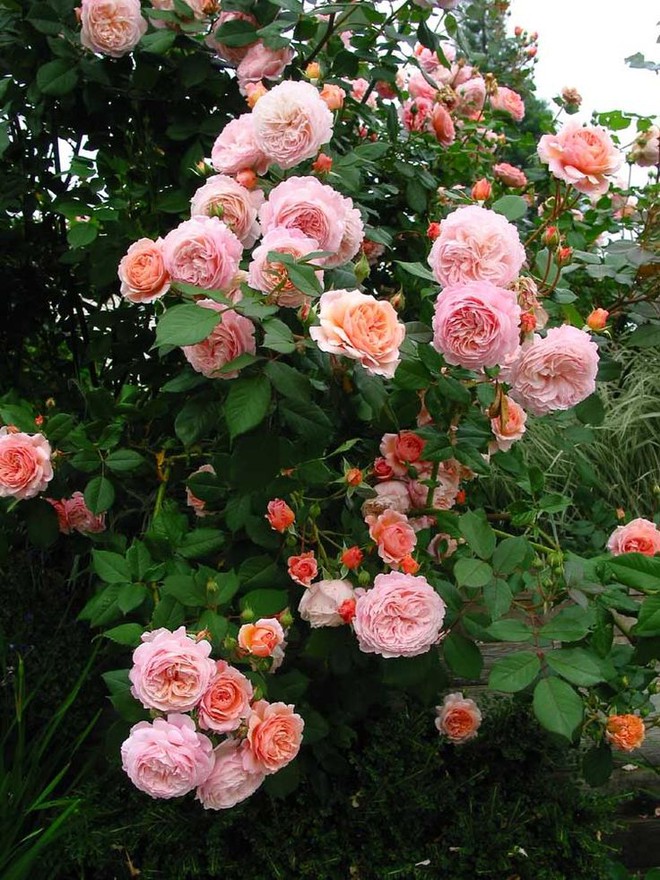 Khu vườn hoa hồng đẹp hơn cổ tích của người đàn ông được phong danh là Vĩ nhân hoa hồng của thế giới - Ảnh 11.