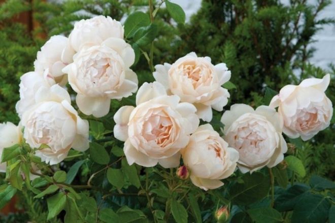 Khu vườn hoa hồng đẹp hơn cổ tích của người đàn ông được phong danh là Vĩ nhân hoa hồng của thế giới - Ảnh 15.