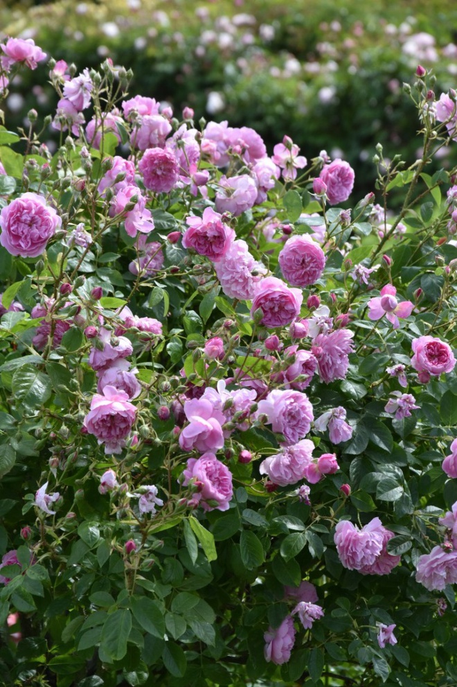 Khu vườn hoa hồng đẹp hơn cổ tích của người đàn ông được phong danh là Vĩ nhân hoa hồng của thế giới - Ảnh 17.
