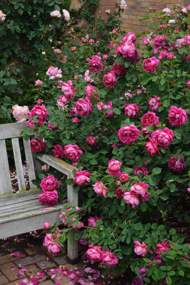 Khu vườn hoa hồng đẹp hơn cổ tích của người đàn ông được phong danh là Vĩ nhân hoa hồng của thế giới - Ảnh 19.
