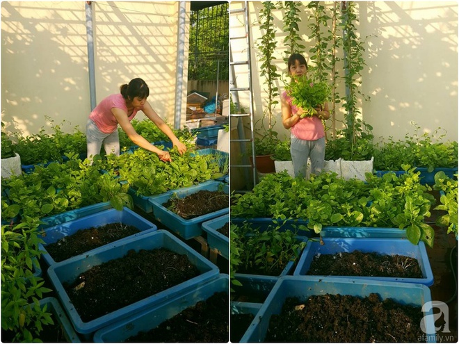 Mẹ đảm ở Hưng Yên biến sân thượng 40m² thành khu vườn xanh ngát, thu hoạch đến hàng chục cân rau củ sạch - Ảnh 1.