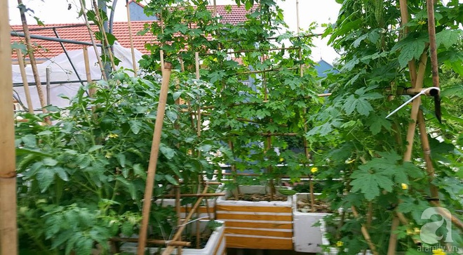 Mẹ đảm ở Hưng Yên biến sân thượng 40m² thành khu vườn xanh ngát, thu hoạch đến hàng chục cân rau củ sạch - Ảnh 3.