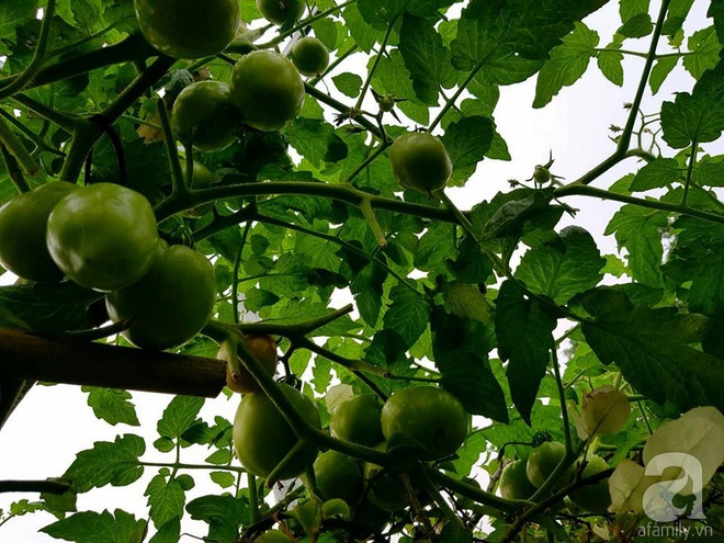 Mẹ đảm ở Hưng Yên biến sân thượng 40m² thành khu vườn xanh ngát, thu hoạch đến hàng chục cân rau củ sạch - Ảnh 4.