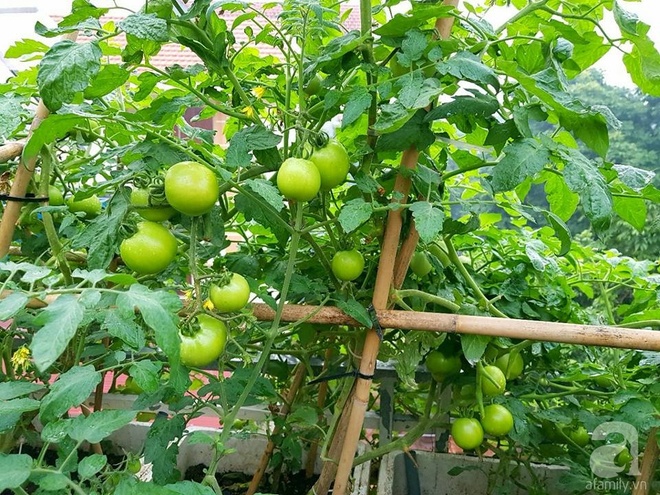 Mẹ đảm ở Hưng Yên biến sân thượng 40m² thành khu vườn xanh ngát, thu hoạch đến hàng chục cân rau củ sạch - Ảnh 5.