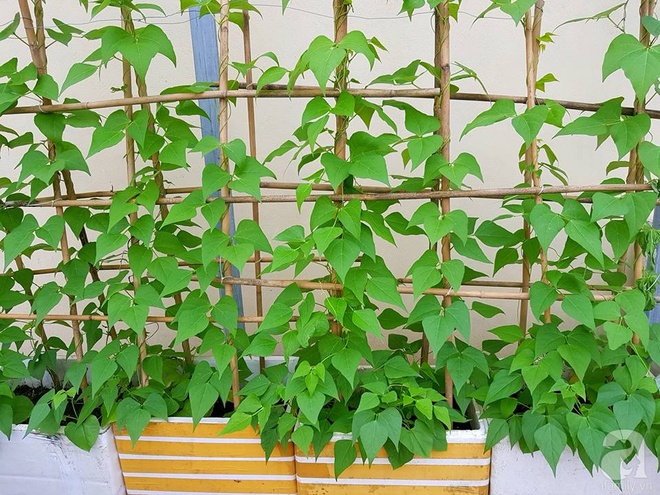 Mẹ đảm ở Hưng Yên biến sân thượng 40m² thành khu vườn xanh ngát, thu hoạch đến hàng chục cân rau củ sạch - Ảnh 13.