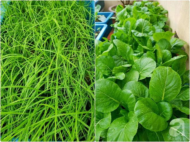 Mẹ đảm ở Hưng Yên biến sân thượng 40m² thành khu vườn xanh ngát, thu hoạch đến hàng chục cân rau củ sạch - Ảnh 17.
