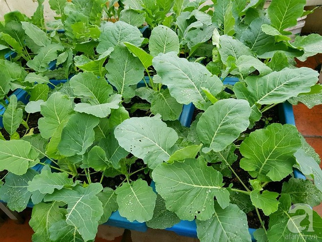 Mẹ đảm ở Hưng Yên biến sân thượng 40m² thành khu vườn xanh ngát, thu hoạch đến hàng chục cân rau củ sạch - Ảnh 22.