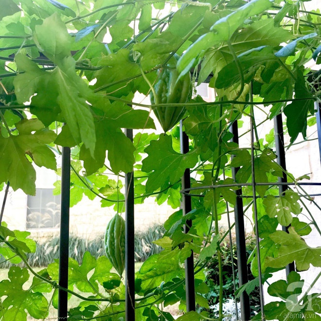 Nữ du học sinh Việt tại Mỹ tiết lộ bí quyết tạo khu vườn mini 6m² nhưng đủ rau và hoa đẹp hút hồn - Ảnh 6.